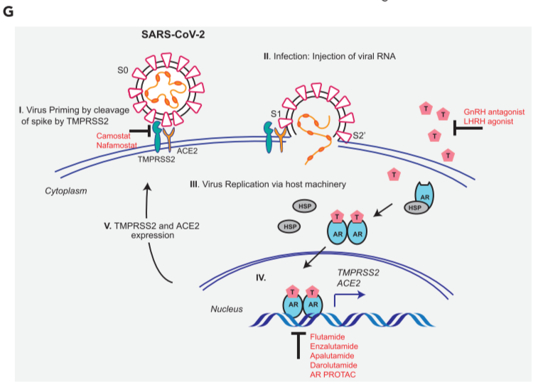 Figure 5. AR-targeted therapies in combination with camostat attenuates the entry of pseudotype SARS-CoV-2 into the host cells